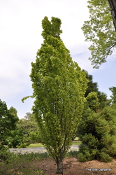 Fagus sylvatica Dawyckii Gold — photo 3